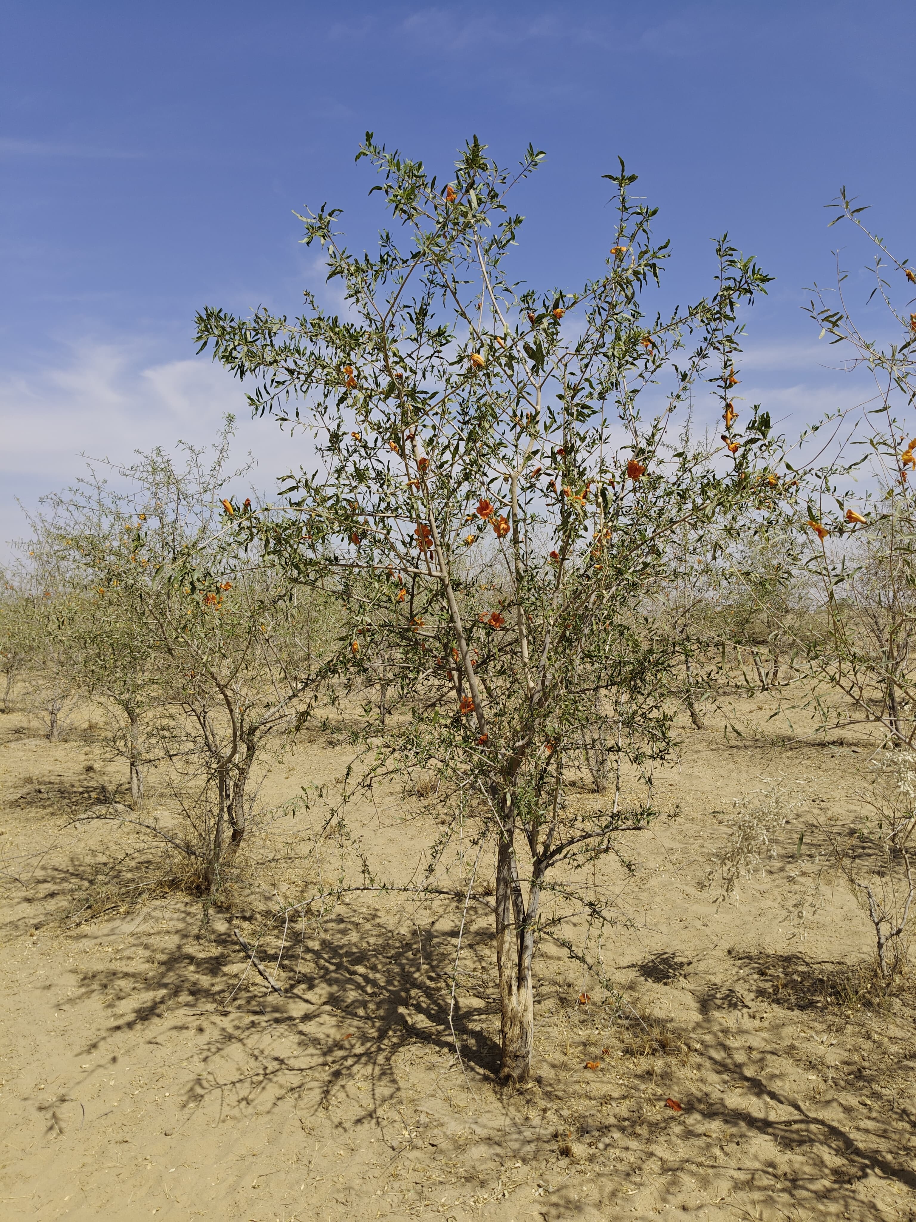 Compensatory Afforestation